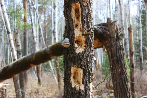 Un vieil arbre pourri sur la gauche. nourriture pour les pics et les insectes forestiers. Forêt de sapins sombres avec rayons de soleil. Fond forestier. Forêt d'épinettes avec des rayons de soleil. Fond de forêt Belle — Photo