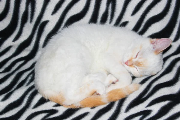 Detailní záběr bílé kočky s červenými tečkami a modrýma očima. Bílá angorská kočka na černobílém pozadí. kočka zblízka ilustrační obraz. Krásná malá kočka s relaxační modré oči — Stock fotografie