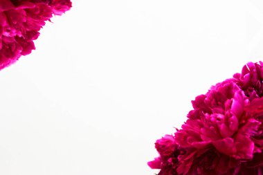 Bir buket pembe ve beyaz şakayık. Beyaz arka plan boşluğuna yakın çekim. Mesaj için. Düz stil. Çiçeksel doğal arka plan rengarenk buket. Konforlu ev konsepti. Sevgililer Günü için kartpostal ya da hediye