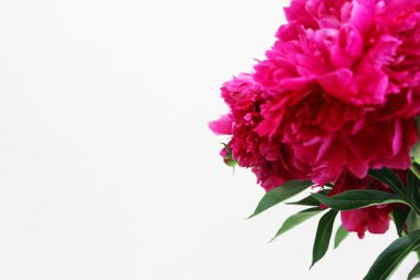 Bir buket pembe ve beyaz şakayık. Beyaz arka plan boşluğuna yakın çekim. Mesaj için. Düz stil. Çiçeksel doğal arka plan rengarenk buket. Konforlu ev konsepti. Sevgililer Günü için kartpostal ya da hediye