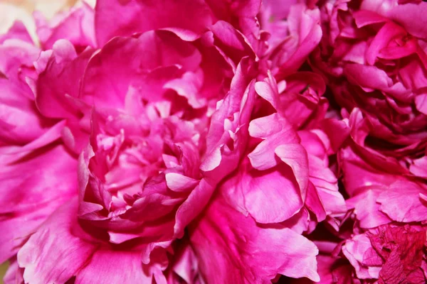 Strauss aus rosa und weißen Pfingstrosen in Nahaufnahme auf weißem Hintergrund für Text. flachen Stile.Floral natürlichen Hintergrund bunt sortierten Strauß. Gemütliches Wohnkonzept. Postkarte oder Geschenk zum Valentinstag — Stockfoto