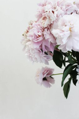 Bir buket pembe ve beyaz şakayık. Beyaz arka plan boşluğuna yakın çekim. Mesaj için. Düz stil. Çiçeksel doğal arka plan rengarenk buket. Konforlu ev konsepti. Sevgililer Günü için kartpostal ya da hediye