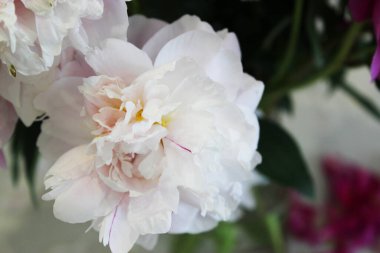 Bir buket pembe ve beyaz şakayık. Beyaz arka plan boşluğuna yakın çekim. Mesaj için. Düz stil. Çiçeksel doğal arka plan rengarenk buket. Konforlu ev konsepti. Sevgililer Günü için kartpostal ya da hediye