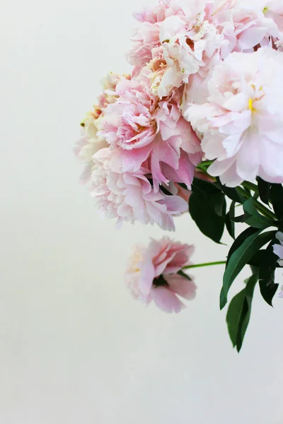 Μπουκέτο με ροζ και άσπρες παιώνιες σε ένα λευκό φόντο για κείμενο. επίπεδο στυλ.Floral φυσικό φόντο πολύχρωμο διάφορα μπουκέτο. Άνετο σπίτι έννοια. Ταχυδρομική κάρτα ή δώρο για την Ημέρα του Αγίου Βαλεντίνου Royalty Free Φωτογραφίες Αρχείου