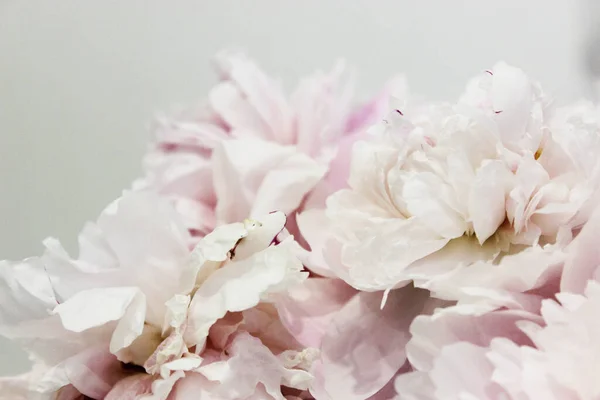 Strauss aus rosa und weißen Pfingstrosen in Nahaufnahme auf weißem Hintergrund für Text. flachen Stile.Floral natürlichen Hintergrund bunt sortierten Strauß. Gemütliches Wohnkonzept. Postkarte oder Geschenk zum Valentinstag — Stockfoto