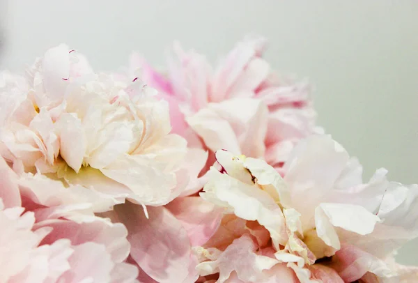 Bouquet of pink and white peonies close-up on a white background space for text. flat style.Floral natural background colorful assorted bouquet. Cozy home concept. Postcard or gift for Valentines Day Stock Picture