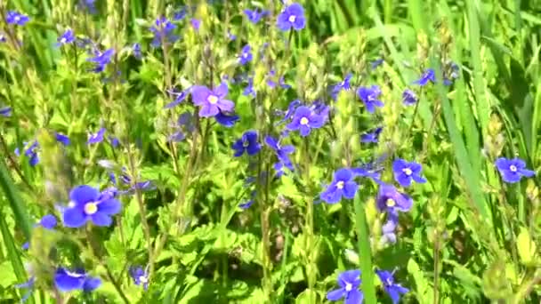 W słoneczny letni dzień. Młode dzikie kwiaty i zielona trawa na polu. w porannym słońcu. Makro. Time-lapse shot Kwitnące pachnące kwiaty na polu, zbliżenie. 4K UHD wideo wideo — Wideo stockowe