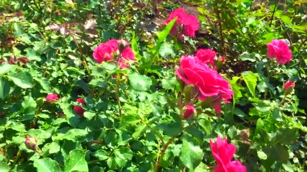 Num dia ensolarado de verão. Jovens rosas rosa e folhas verdes. Pela manhã, a luz do sol. rosas de chá no canteiro de flores. Macro. Fotografia de lapso de tempo Flores perfumadas florescendo no campo, close-up. 4K UHD — Vídeo de Stock