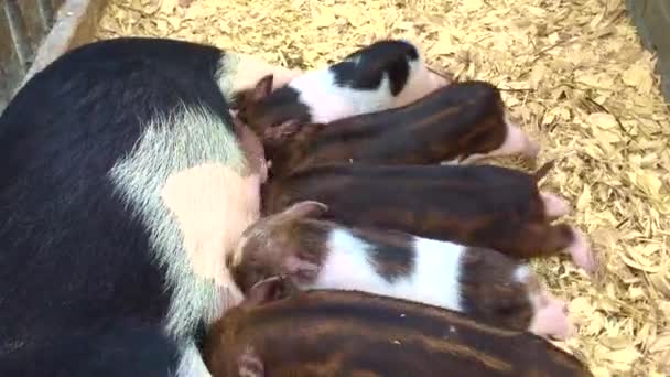 越南野猪猪。正在吸吮母猪奶的新生小猪躺在稻草上.猪靠近母猪。小猪在寻找食物。猪睡在谷仓里.可爱的自由放养小猪吸吮 — 图库视频影像