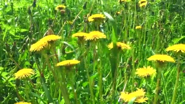 En un soleado día de verano. Flores silvestres jóvenes y hierba verde en el campo. en el sol de la mañana. Macro. Time-lapse shot Flores fragantes florecientes en el campo, de cerca. 4K UHD video — Vídeos de Stock