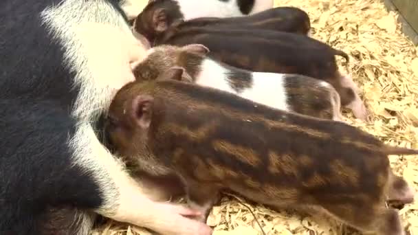 Maiale di cinghiale vietnamita. Suinetti appena nati che succhiano il latte di scrofa I suinetti si trovano sulla paglia. Maiali vicino alla scrofa. I maialini stanno cercando cibo. I maiali dormono nel fienile. Adorabile all'aperto suinetti succhiare — Video Stock