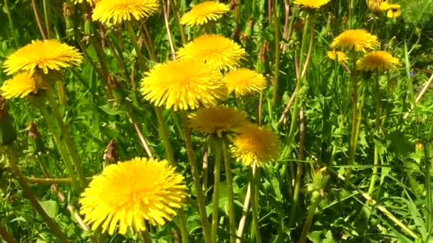 Egy napos nyári napon. Fiatal vadvirágok és zöld fű a mezőn. a reggeli napfényben. Makró. Időzített felvétel Virágzó illatos virágok a mezőn, közelkép. 4K UHD videó — Stock videók