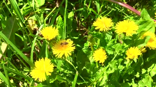 在一个阳光明媚的春日，一只蜜蜂在一片黄色的蒲公英上盘旋，在田野的近处绽放。在阳光明媚的夏日，开花的花朵摇曳着的田野，蜜蜂在生长着鲜花 — 图库视频影像