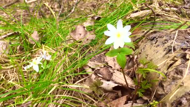 En un día de primavera. Flores jóvenes del bosque y hierba verde en el bosque. en el sol de la mañana. Macro. Time-lapse shot Flores fragantes florecientes en el campo, de cerca. 4K UHD video — Vídeos de Stock