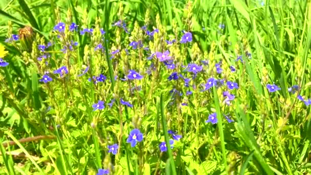 W słoneczny letni dzień. Młode dzikie kwiaty i zielona trawa na polu. w porannym słońcu. Makro. Time-lapse shot Kwitnące pachnące kwiaty na polu, zbliżenie. 4K UHD wideo wideo — Wideo stockowe