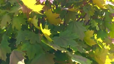 Yeşil akçaağaç yaprakları rüzgarda sallanıyor