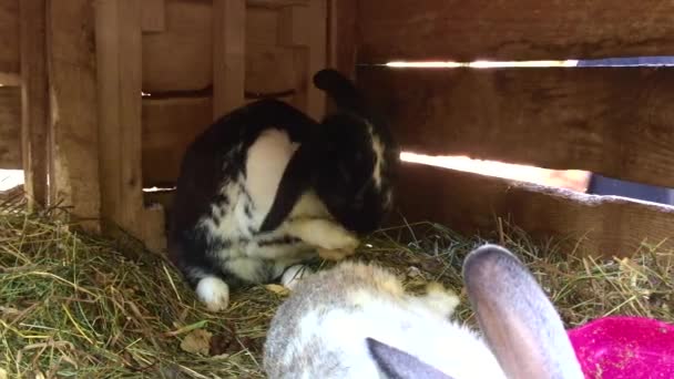 Conejo limpia su cara y orejas largas en una jaula de madera — Vídeos de Stock