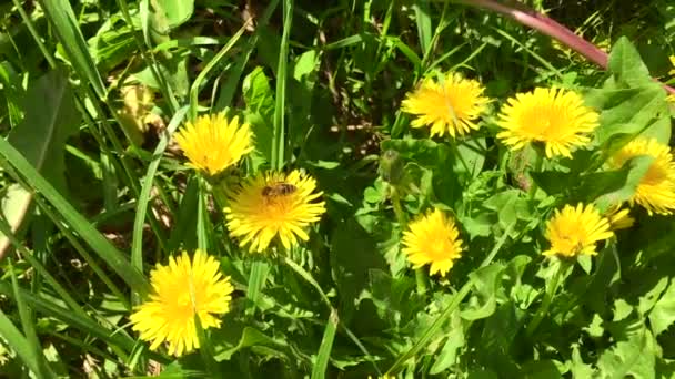 In una soleggiata giornata estiva. Giovani fiori selvatici ed erba verde nel campo. alla luce del sole del mattino. Macro. Time-lapse shot Fioritura fiori profumati nel campo, primo piano. 4K UHD video — Video Stock