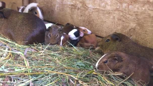 Cavia 's in ontsnapping knagen aan een kooi — Stockvideo