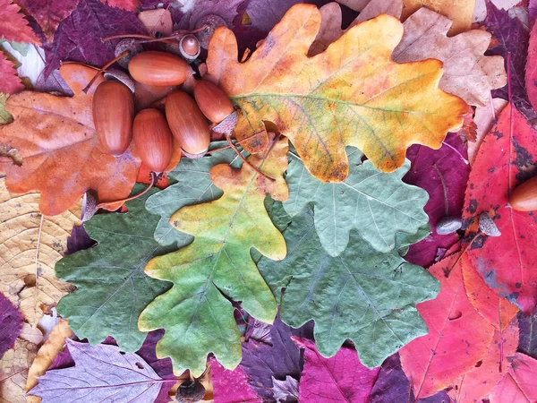 El otoño se va. bellotas de cerca. textura. colores brillantes. textura. colores brillantes. Foto de alta calidad. las hojas están cayendo. Primer plano. textura del bosque. Arce seco y hojas de roble en el suelo. Pino — Foto de Stock