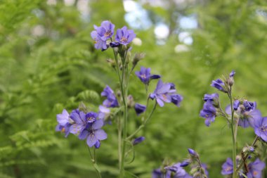 Ground Morning Glory Convolvulaceae sabatius Viv. Ormanda. Yakın plan. Çiçek bitkileri dışarıda. Güzel yeşil. Ormanda, güzel bir bahar manzarasının arasında bir patika. Karışık bir ormanda yürüyüş yolu