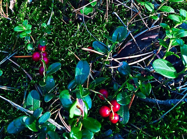 Gros plan sur l'airelle rouge mûre, la canneberge. La texture des baies rouges mûres d'airelle à la brindille. Alimentation de la faune naturelle — Photo