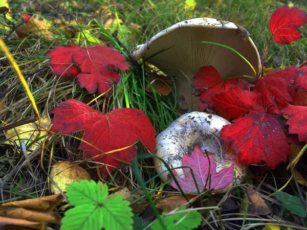 Wild mushroom grow up on field of the Lake Vico Natural Reserve,Italy.Inside the park it is really possible to get in touch with an authentic natural ecosystem.Lake Vico volcano.