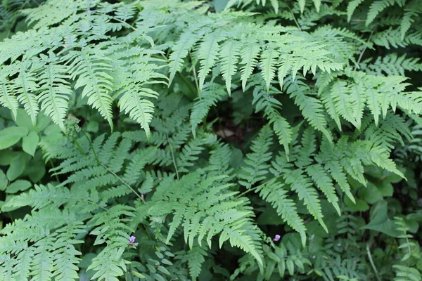 Natuurgroene varen in de tuin met een donkere achtergrond. Een close-up. Bloemen planten buiten. Prachtig groen. Een pad in het bos in een prachtig voorjaarslandschap. Wandelpad in een gemengd bos. A — Stockfoto