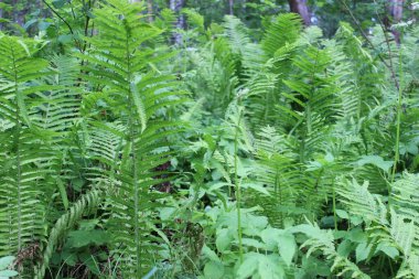 Bahçedeki koyu yeşil eğreltiotu. Yakın plan. Çiçek bitkileri dışarıda. Güzel yeşil. Güzel bir bahar manzarasında ormanda bir patika. Karışık bir ormanda yürüyüş yolu. A