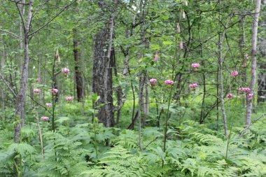 Yeşil arka planda vahşi kıvırcık zambak margon. Yakın plan. Çiçek bitkileri dışarıda. Güzel yeşil. Güzel bir bahar manzarasında ormanda bir patika. Karışık bir ormanda yürüyüş yolu