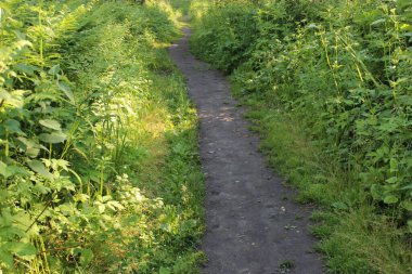 Bahçedeki koyu yeşil eğreltiotu. Yakın plan. Çiçek bitkileri dışarıda. Güzel yeşil. Güzel bir bahar manzarasında ormanda bir patika. Karışık bir ormanda yürüyüş yolu. A
