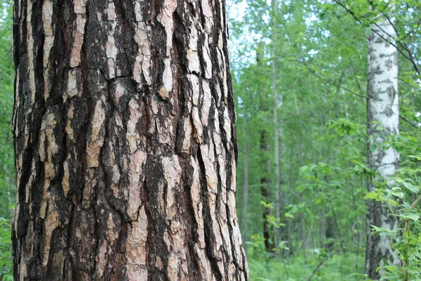 Kora sosny Pinus. Sosny są drzewami iglastymi z rodzaju Pinus z rodziny Pinaceae. — Zdjęcie stockowe