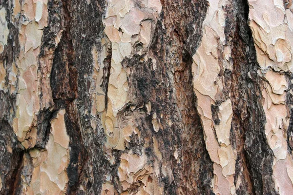 Bark av en tall Pinus. Tallarna är barrträd i släktet Pinus i familjen Pinaceae. — Stockfoto