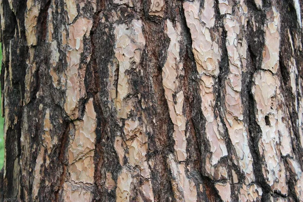 Bark av en tall Pinus. Tallarna är barrträd i släktet Pinus i familjen Pinaceae. — Stockfoto