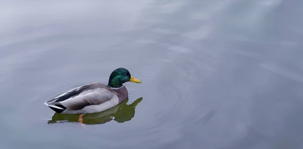 Drake floats in a clear pond