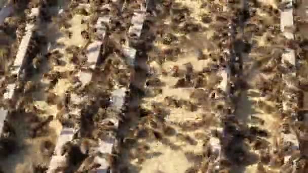 Les abeilles colectent la nourriture 