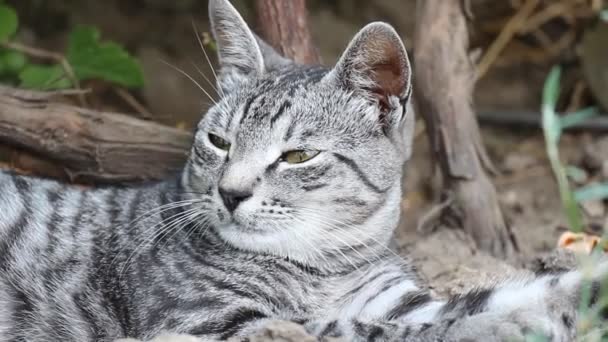 休息猫特写 — 图库视频影像