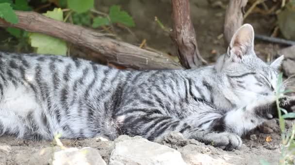 El gato se limpia — Vídeo de stock