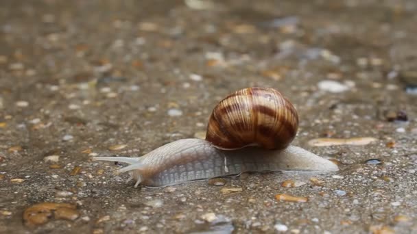 Gros plan sur l'escargot 