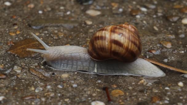 Schnecke aus nächster Nähe — Stockvideo