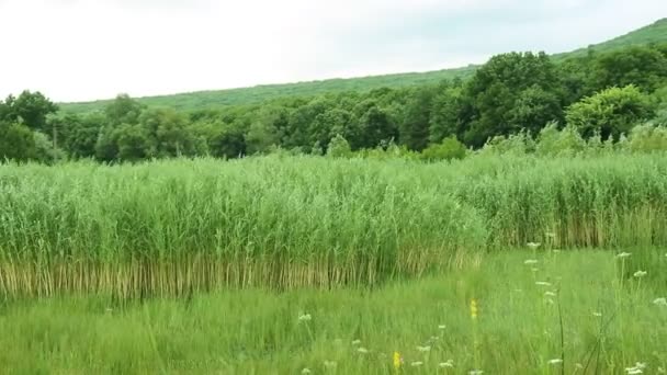 Panorámica sobre Reed — Vídeo de stock