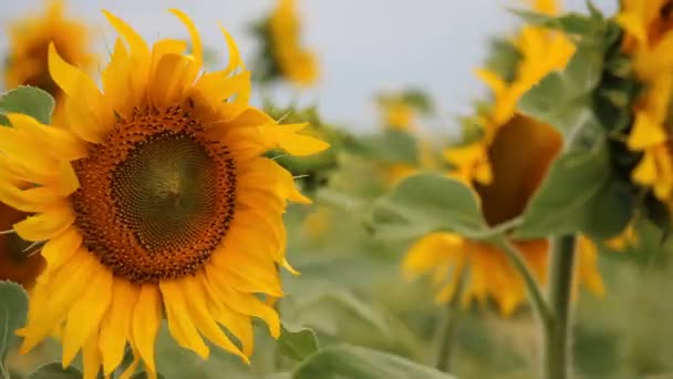 Gros plan sur le tournesol dans le vent 