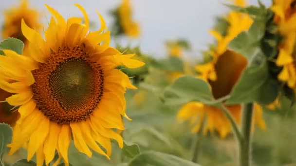 Sonnenblume aus nächster Nähe im Wind — Stockvideo