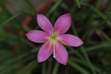 Yeşilliğin güzel arka planına sahip güzel pembe bir çiçek.