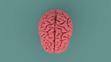 Pembe insan beyni üst görüntüsü mavi arkaplanda izole edilmiş 3D görüntüleme