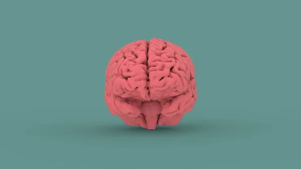 Růžový Lidský Mozek Přední Pohled Izolované Modrém Pozadí Vykreslení Obrazu — Stock fotografie