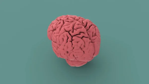 Proyección Ortográfica Cerebral Humana Rosa Aislada Sobre Fondo Azul Render — Foto de Stock