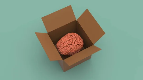 Человеческий Мозг Внутри Коричневой Открытой Коробки Понятия Имеющей Рендеринге Изображения — стоковое фото