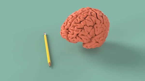 Brain Studiyng Para Bosquejo Creatividad Con Lápiz Imagen Renderizado —  Fotos de Stock