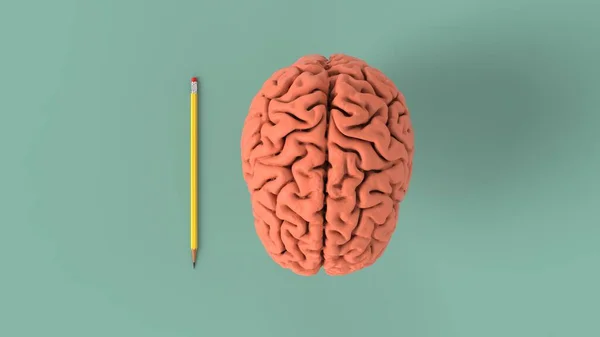 Brain Studiyng Creativity Sketch Pencil Render Image — Stock Photo, Image